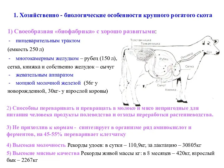 1. Хозяйственно - биологические особенности крупного рогатого скота 1) Своеобразная