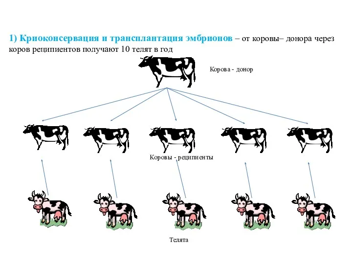 1) Криоконсервация и трансплантация эмбрионов – от коровы– донора через