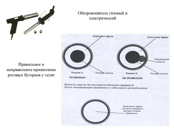 Обезроживатель газовый и электрический Правильное и неправильное прижигание роговых бугорков у телят