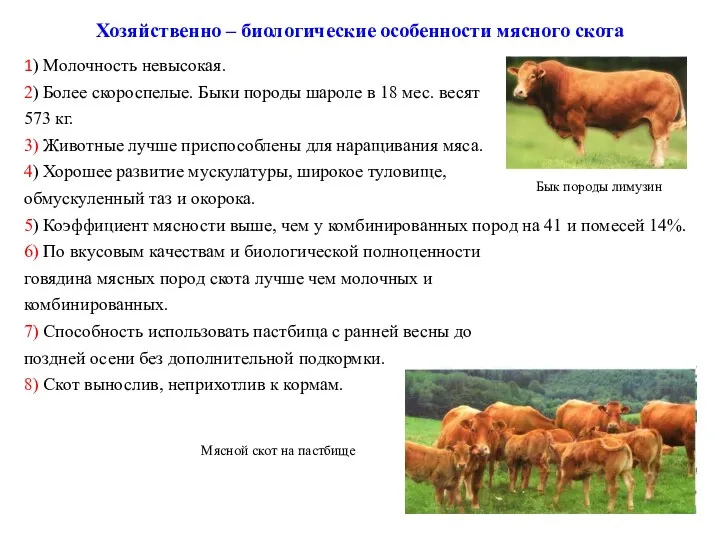 Хозяйственно – биологические особенности мясного скота 1) Молочность невысокая. 2)