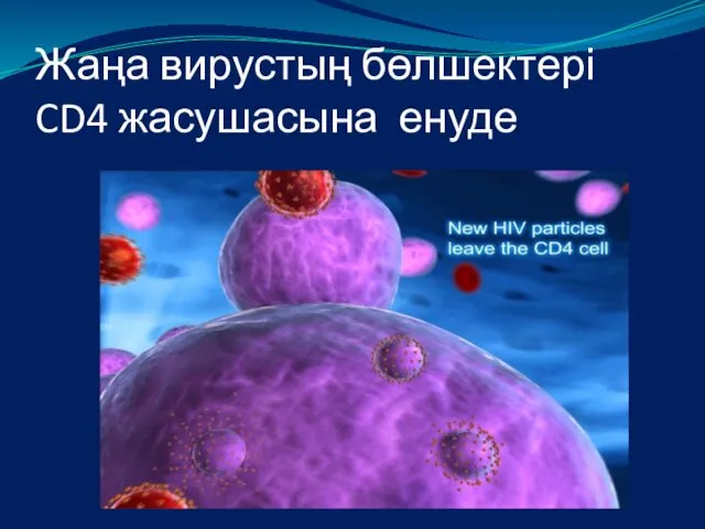 Жаңа вирустың бөлшектері CD4 жасушасына енуде