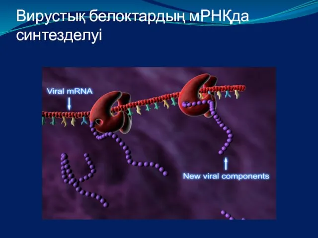 Вирустық белоктардың мРНҚда синтезделуі