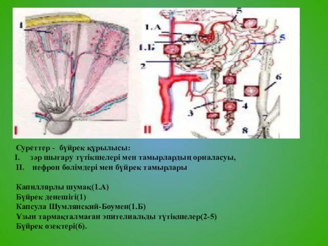 Суреттер - бүйрек құрылысы: зәр шығару түтікшелері мен тамырлардың орналасуы, II. нефрон бөлімдері