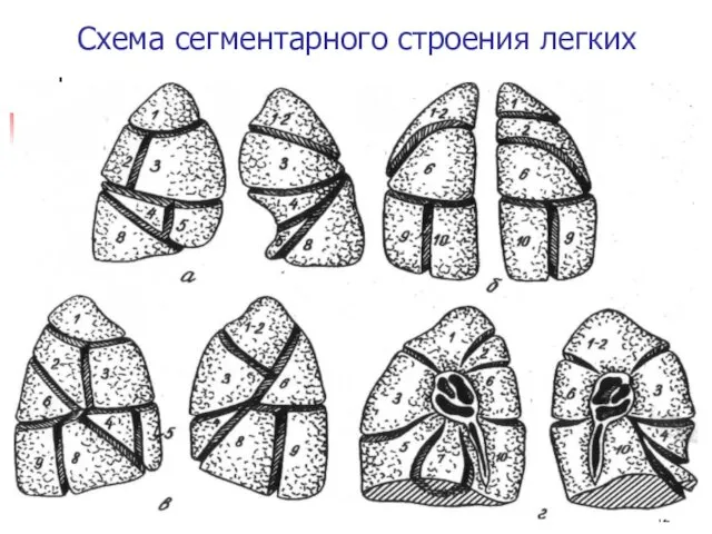 Схема сегментарного строения легких