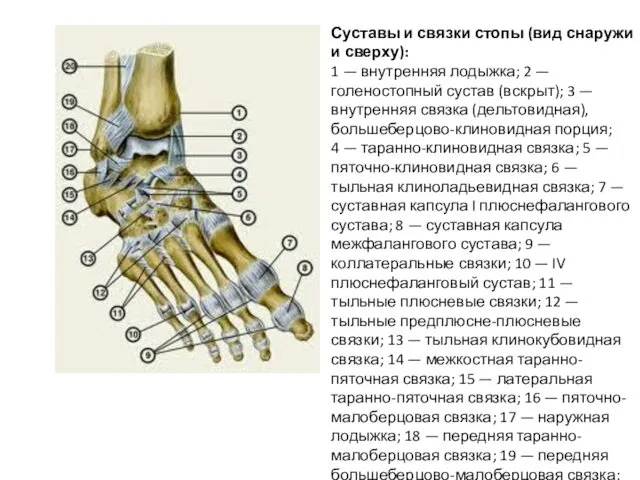 Суставы и связки стопы (вид снаружи и сверху): 1 —