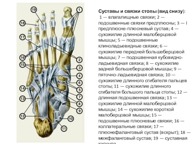 Суставы и связки стопы (вид снизу): 1 — влагалищные связки;