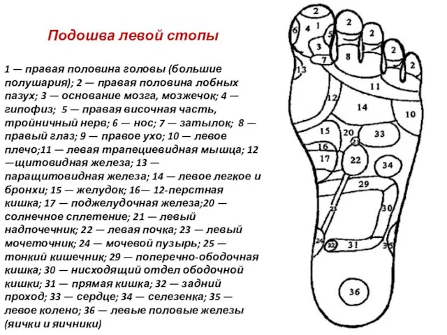 Подошва левой стопы 1 — правая половина головы (большие полушария);