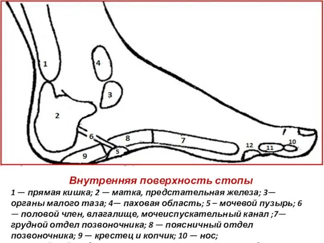 Внутренняя поверхность стопы 1 — прямая кишка; 2 — матка,