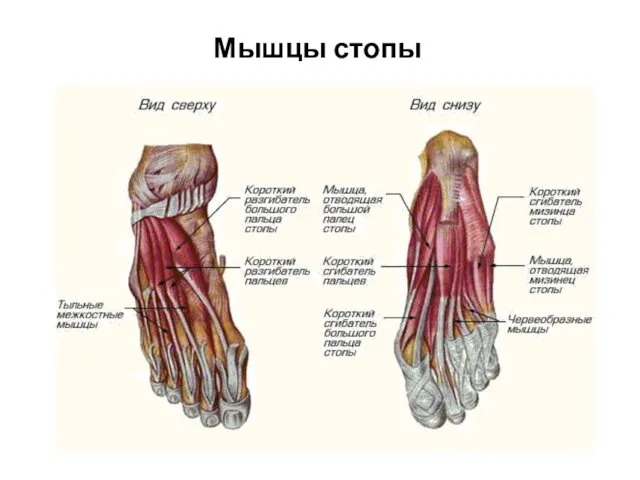 Мышцы стопы