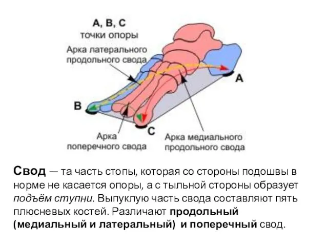 Свод — та часть стопы, которая со стороны подошвы в