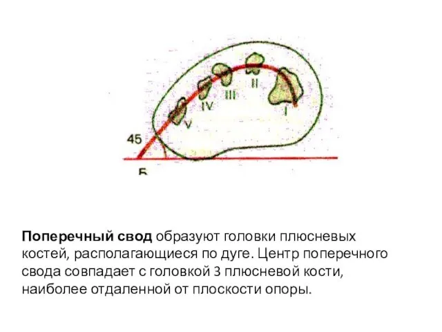 Поперечный свод образуют головки плюсневых костей, располагающиеся по дуге. Центр