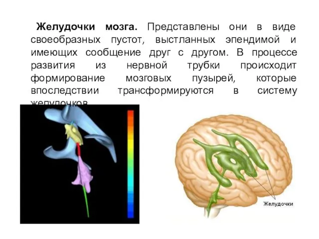 Желудочки мозга. Представлены они в виде своеобразных пустот, выстланных эпендимой