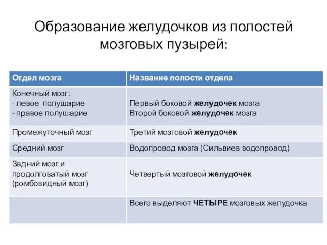 Образование желудочков из полостей мозговых пузырей: