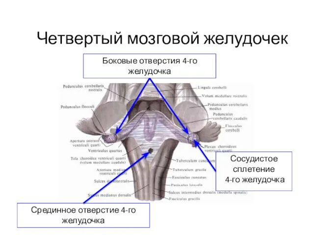 Четвертый мозговой желудочек Срединное отверстие 4-го желудочка Боковые отверстия 4-го желудочка Сосудистое сплетение 4-го желудочка