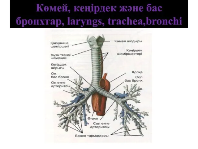 Көмей, кеңірдек және бас бронхтар, laryngs, trachea,bronchi