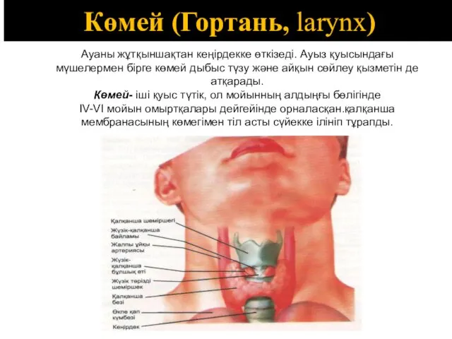 Көмей (Гортань, larynx) Ауаны жұтқыншақтан кеңірдекке өткізеді. Ауыз қуысындағы мүшелермен бірге көмей дыбыс