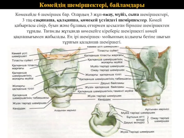 Көмейдің шеміршектері, байламдары Көмекейде 6 шеміршек бар. Олардың 3 жұп-ожау,