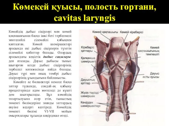 Көмекей қуысы, полость гортани, cavitas laryngis Көмейдің дыбыс сіңірлері мен көмей қақпашағынан басқа