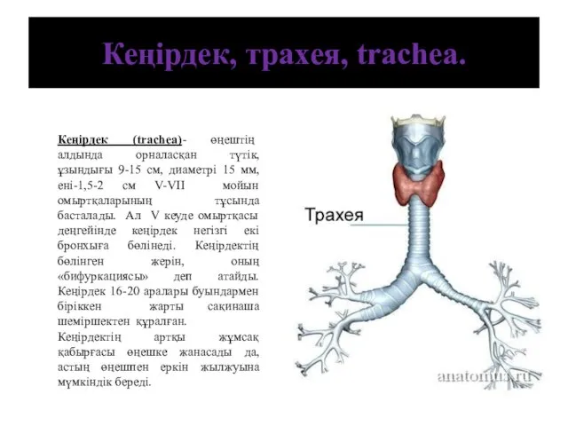 Кеңірдек, трахея, trachea. Кеңірдек (trachea)- өңештің алдында орналасқан түтік, ұзындығы 9-15 см, диаметрі