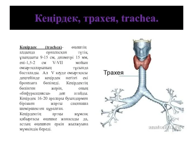 Кеңірдек, трахея, trachea. Кеңірдек (trachea)- өңештің алдында орналасқан түтік, ұзындығы