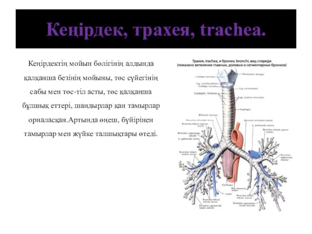 Кеңірдек, трахея, trachea. Кеңірдектің мойын бөлігінің алдында қалқанша безінің мойыны, төс сүйегінің сабы