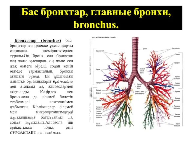 Бас бронхтар, главные бронхи, bronchus. Бронхылар (bronchus) бас бронхтар кеңірдекке ұқсас жарты сақинаша