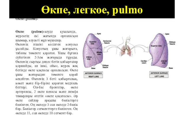 Өкпе, легкое, pulmo Өкпе (pulmo)- Өкпе (pulmo)-кеуде қуысында, жүректің екі жағында орналасқан шымыр,