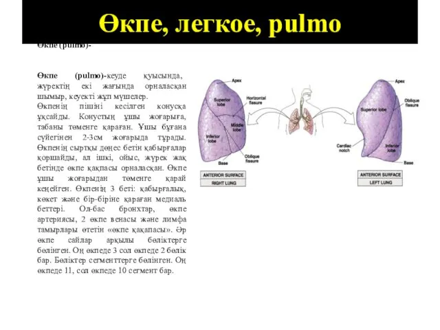 Өкпе, легкое, pulmo Өкпе (pulmo)- Өкпе (pulmo)-кеуде қуысында, жүректің екі