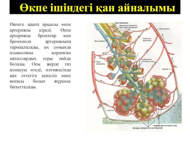 Өкпе ішіндегі қан айналымы Өкпеге қақпа арқылы өкпе артериясы кіреді.