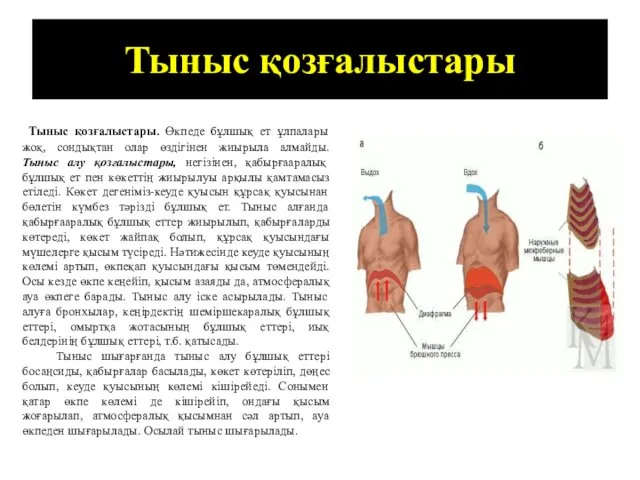 Тыныс қозғалыстары Тыныс қозғалыстары. Өкпеде бұлшық ет ұлпалары жоқ, сондықтан