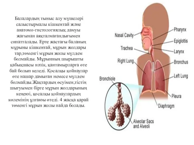 Балалардың тыныс алу мүшелері салыстырмалы кішкентай және анатомо-гистологиялық дамуы жағынан аяқталмағандығымен сипатталады. Ерте