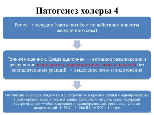 Патогенез холеры 4