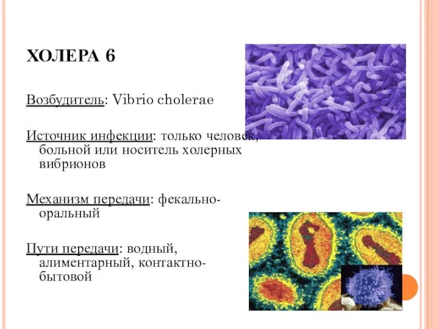 ХОЛЕРА 6 Возбудитель: Vibrio cholerae Источник инфекции: только человек, больной