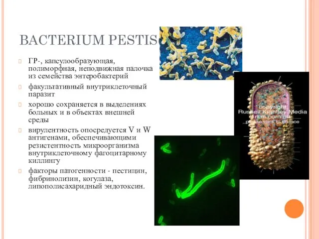 BACTERIUM PESTIS(4) ГР-, капсулообразующая, полиморфная, неподвижная палочка из семейства энтеробактерий