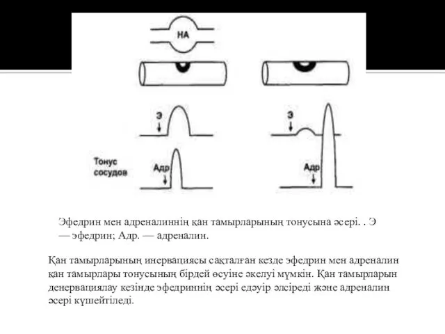Эфедрин мен адреналиннің қан тамырларының тонусына әсері. . Э —
