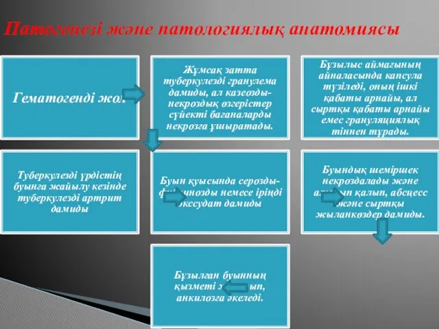 Патогенезі және патологиялық анатомиясы Гематогенді жол Жұмсақ затта туберкулезді гранулема