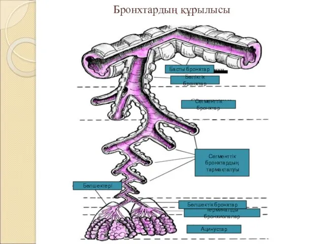 Бронхтардың құрылысы Бөліктік бронхтар Сегменттік бронхтар Сегменттік бронхтардың тармақталуы Терминалды