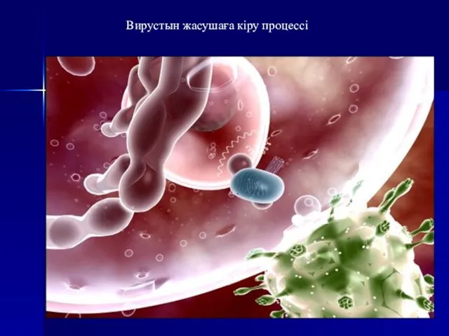 Вирустын жасушаға кіру процессі