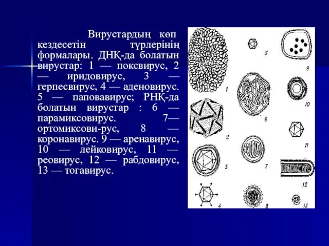 Вирустардың көп кездесетін түрлерінің формалары. ДНҚ-да болатын вирустар: 1 —