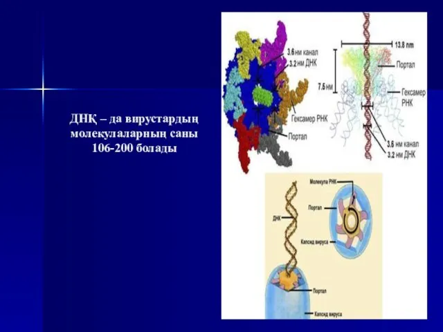 ДНҚ – да вирустардың молекулаларның саны 106-200 болады