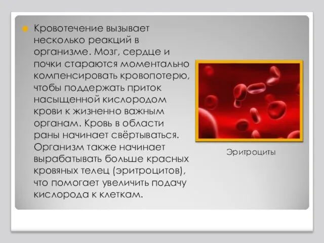 Кровотечение вызывает несколько реакций в организме. Мозг, сердце и почки