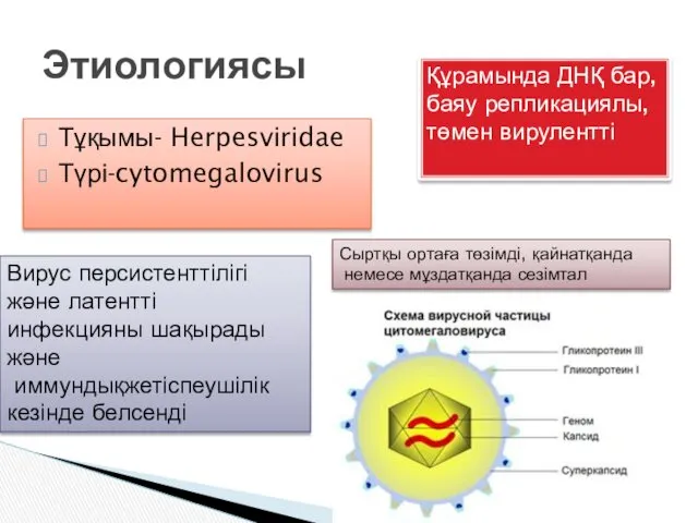 Тұқымы- Herpesviridae Түрі-cytomegalovirus Этиологиясы Құрамында ДНҚ бар, баяу репликациялы, төмен