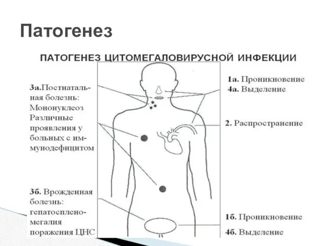 Патогенез