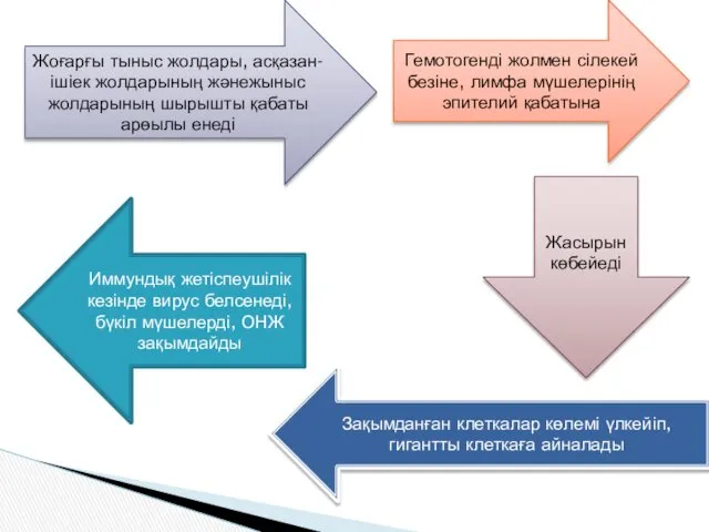 Жоғарғы тыныс жолдары, асқазан-ішіек жолдарының жәнежыныс жолдарының шырышты қабаты арөылы