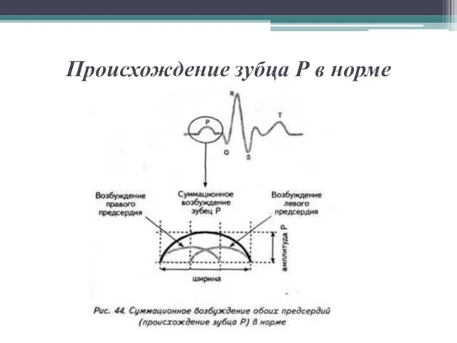 Происхождение зубца Р в норме