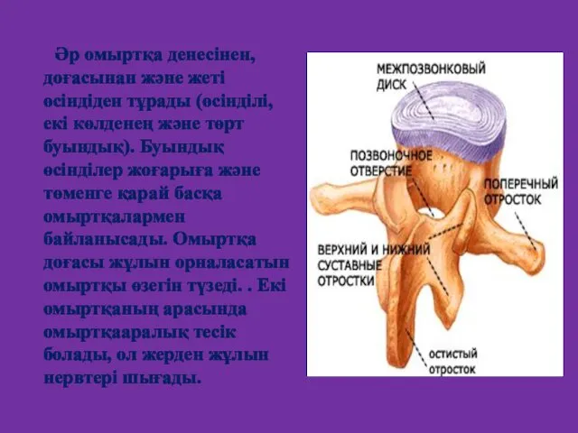 Әр омыртқа денесінен, доғасынан және жеті өсіндіден тұрады (өсінділі, екі