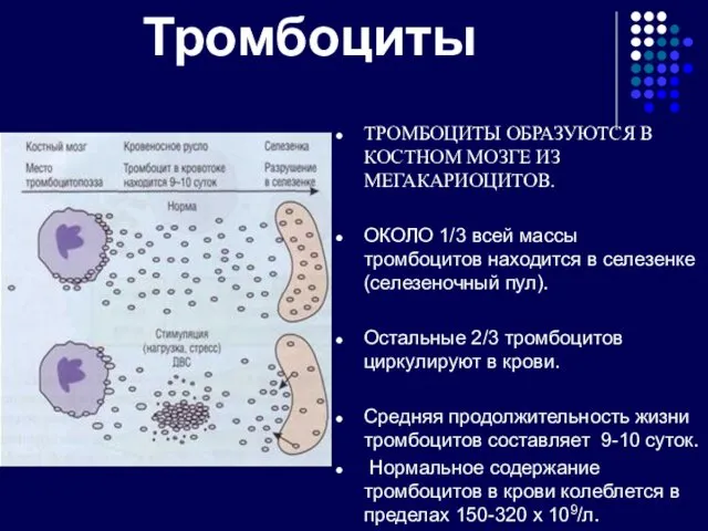 Тромбоциты ТРОМБОЦИТЫ ОБРАЗУЮТСЯ В КОСТНОМ МОЗГЕ ИЗ МЕГАКАРИОЦИТОВ. ОКОЛО 1/3