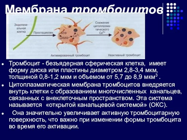 Мембрана тромбоцитов Тромбоцит - безъядерная сферическая клетка, имеет форму диска