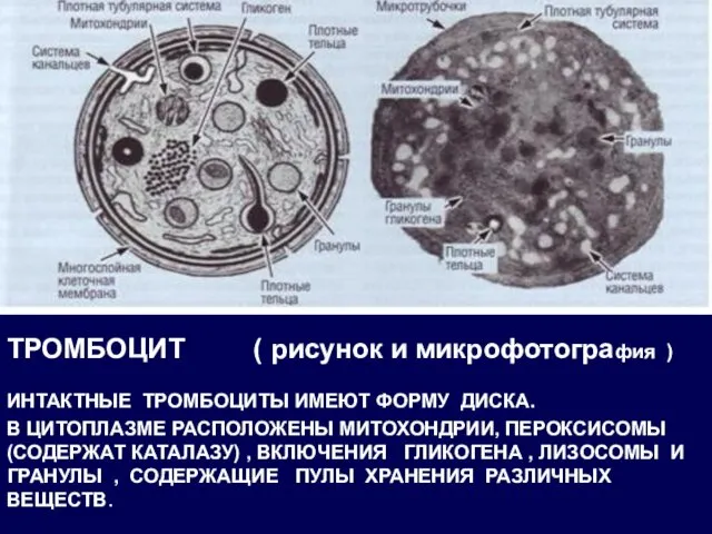 ТРОМБОЦИТ ( рисунок и микрофотография ) ИНТАКТНЫЕ ТРОМБОЦИТЫ ИМЕЮТ ФОРМУ