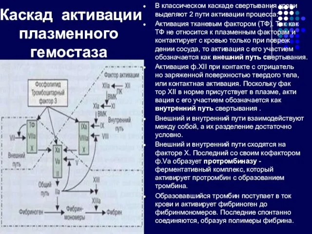 Каскад активации плазменного гемостаза В классическом каскаде свертывания крови выделяют